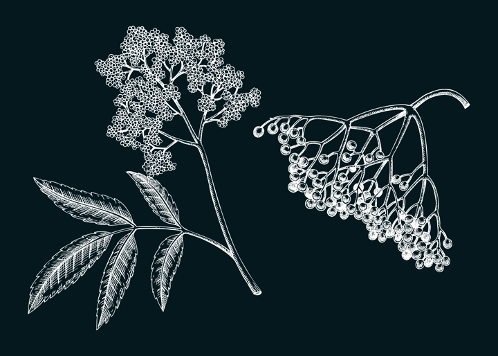 Elderberry on chalkboard, elderflower sketch. Apothecary plant drawing. Herbal remedies, medicinal plant, natural medicine hand-drawn vector illustration. NOT AI genereted